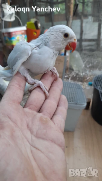 Папагали, снимка 1