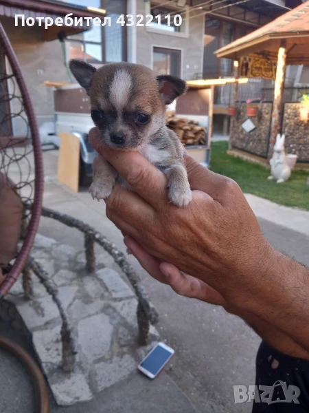 мини чихуахуа , снимка 1