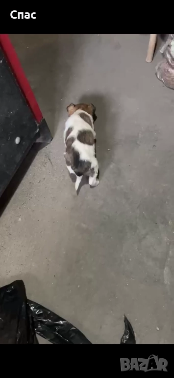 Пинчери , снимка 1