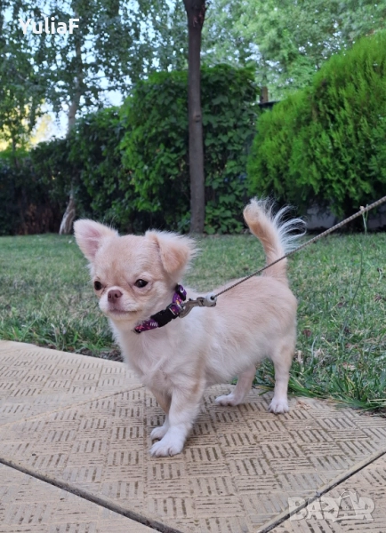 Кремово  момиче, снимка 1