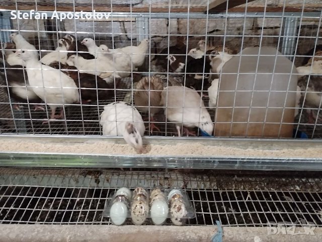 пъдпъдъци в Домашни продукти в гр. Павликени - ID41904079 — Bazar.bg