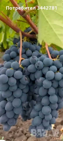 продавам грозде молдова , снимка 2 - Домашни продукти - 56181503