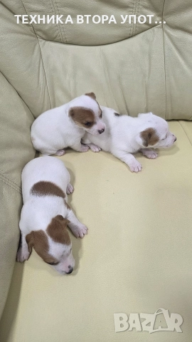 джак ръсел териер 3 броя женски, снимка 4 - Джак ръсел териер - 52885801