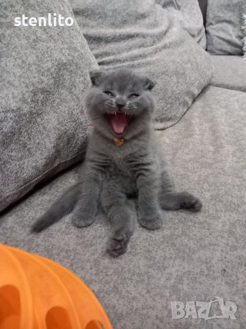 Шотландски клепоухи бебета , снимка 12 - Британска късокосместа - 24994547