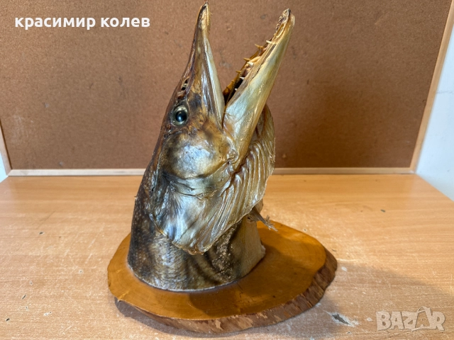 голяма препарирана глава на щука/сувенир за стена/, снимка 6 - Декорация за дома - 52898619