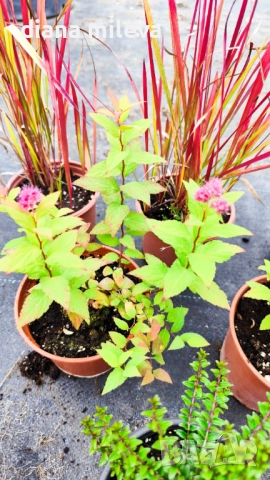 Промо пакет от 6 бр студоустойчиви растения, снимка 3 - Градински цветя и растения - 52111446