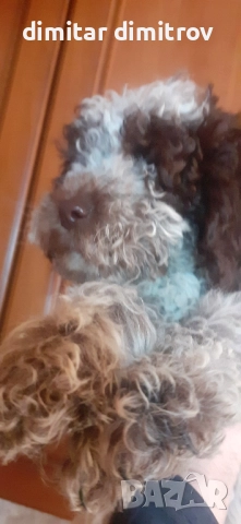 лагото романьоло , снимка 10 - Други - 52431390