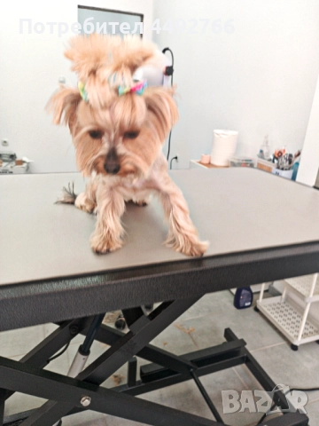 Груминг салон Пазарджик, цялостна грижа за домашни любимци , снимка 7 - Други животни - 52569188