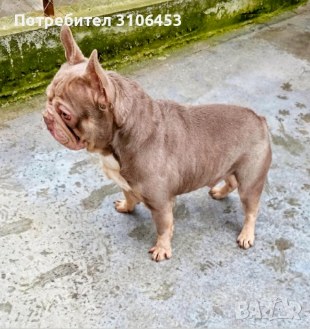 Френски булдог изабела тан 