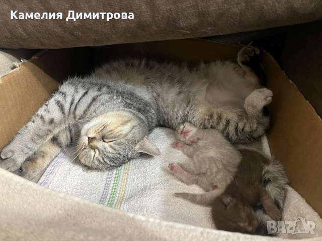 Британски котета !, снимка 9 - Британска късокосместа - 44749348