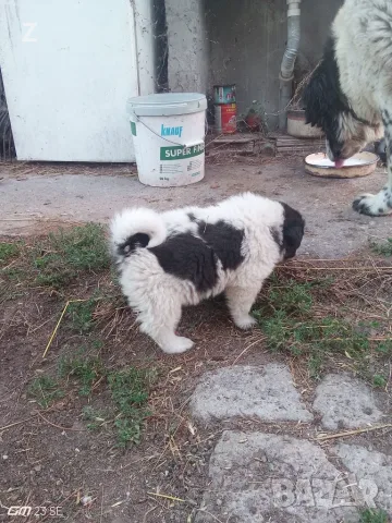 Продавам каракачани 