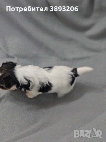 биверчета, снимка 7 - Йоркширски териер - 52788675