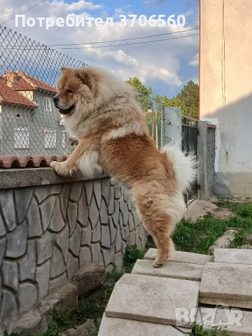 Чао Чао мъжки за разплод ДОГОВАРЯНЕ, снимка 2 - Чау Чау - 50707329
