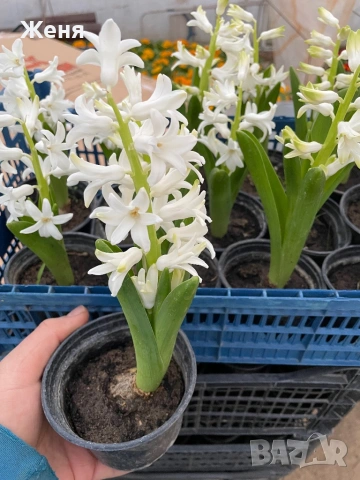 Зюмбюл , снимка 2 - Градински цветя и растения - 53624056