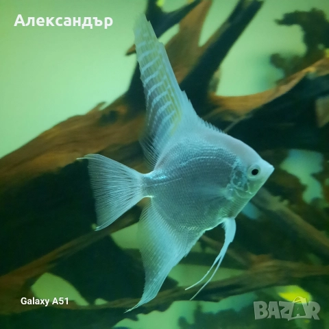 Платинено бяла Скалария , снимка 2 - Рибки - 52370081