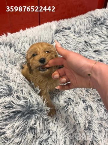 Кока-пу , снимка 5 - Кокер шпаньол - 53603946