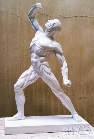 Екорше / Анатомична фигура / Гипсов модел, снимка 3 - Други - 51458325
