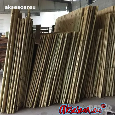 Висококачествени Семена от бамбук Moso Bambo декоративни растения за дома и двора бамбуков разсад, снимка 7 - Сортови семена и луковици - 49007699