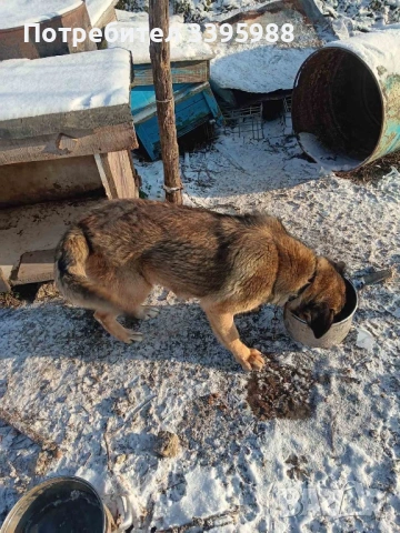 Подаряваме куче, снимка 7 - Изгубени/намерени - 52381561