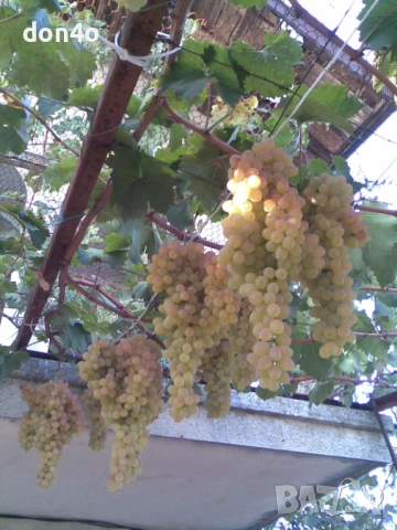 резитба  на  овощни дръвчета и   лози 