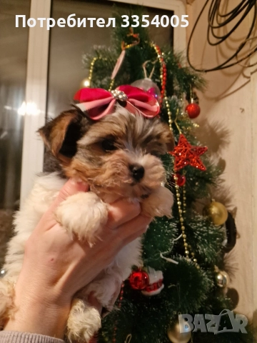 мъжко йорки бивър уникални кученца , снимка 4 - Йоркширски териер - 52586204