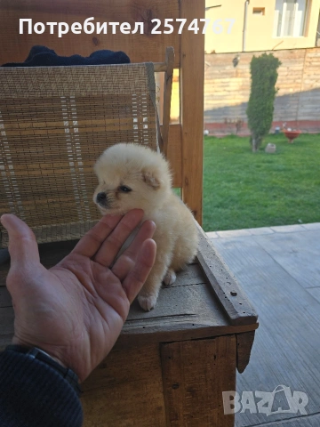 Мини шпицове , снимка 2 - Шпиц - 53847019