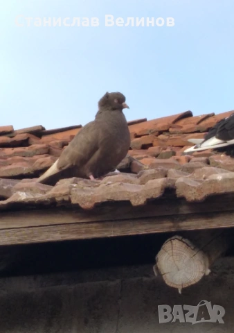 Продавам гълъби американски високолетачи , снимка 2 - Гълъби - 53848653