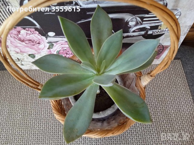 красиво екзотично растение в саксия от Остров Палма де Майорка.