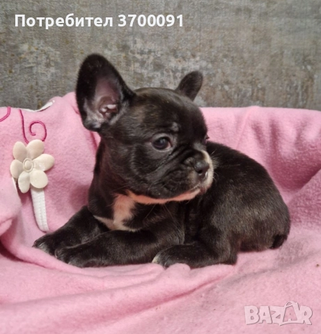 френски булдог , снимка 6 - Френски булдог - 52871698