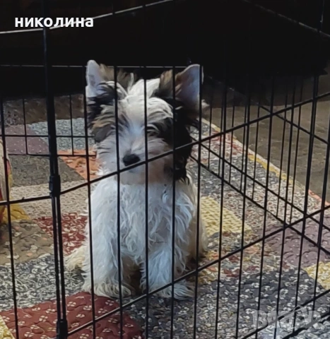 Продавам Йоркширски териер , снимка 4 - Йоркширски териер - 52706932