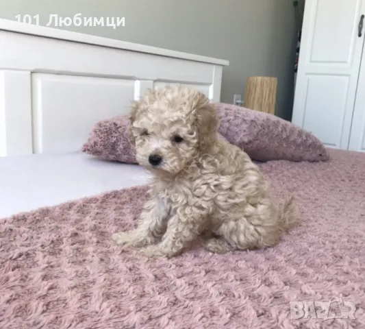 Пудели Той и Мини с родословие, снимка 3 - Пудели - 47449124