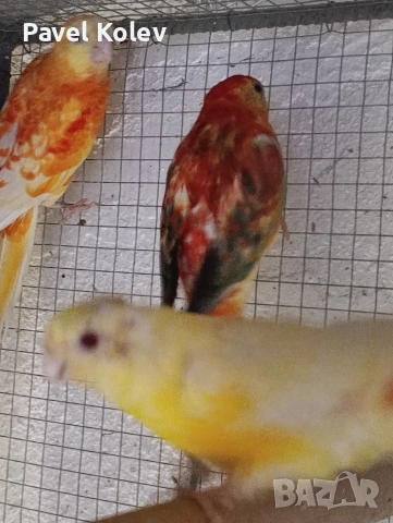 Коледна промоция на папагали , снимка 17 - Папагали - 52658143