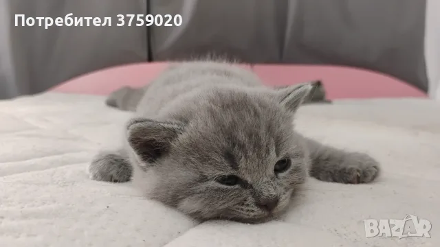 Британски късокосмести/Шотландска клепоуха, снимка 7 - Британска късокосместа - 55778673