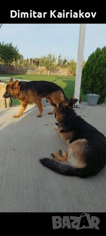 Немска овчарка, снимка 8 - Немска овчарка - 53406305