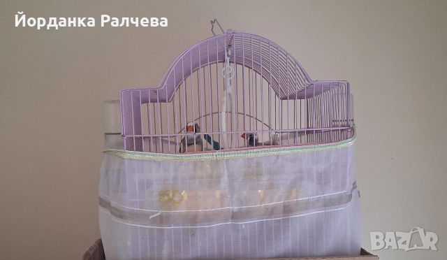 Птици Финки