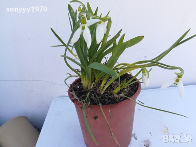 САКСИЯ С КОКИЧЕТА С ЛУКОВИЦИ 2402241515, снимка 5 - Градински цветя и растения - 44447365