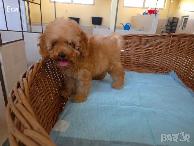Мини пудел / Poodle, снимка 1