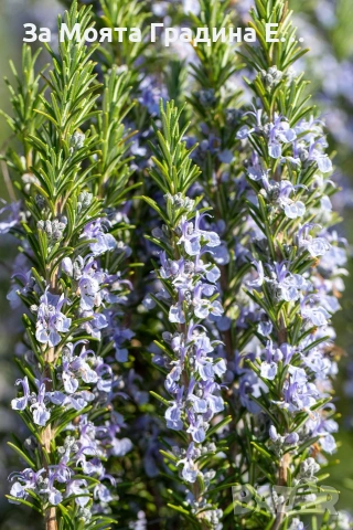 Подбрани Билки и Подправки за вас! , снимка 7 - Градински цветя и растения - 53744109