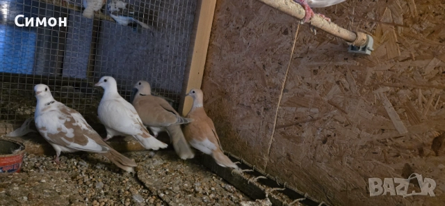 Гугутки скумрийки, снимка 10 - Гълъби - 52967544