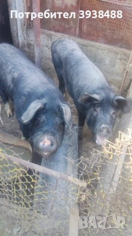 Свиня майка на 2 прасила и работещ нерез на 1 г 6 м., снимка 2 - Прасета - 53857707