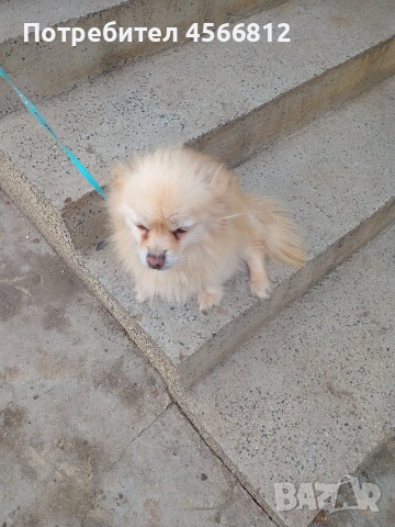 Немски шпиц , снимка 5 - Немски шпиц - 51460822