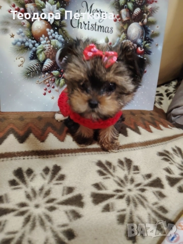 мини йоркширски териер момиче , снимка 8 - Йоркширски териер - 52749209