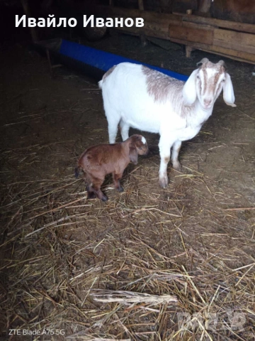 Продавам кози с ярета, снимка 5 - Кози - 53247338