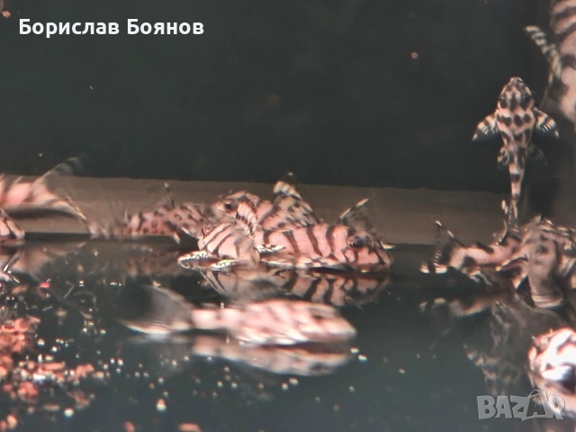 L236 sw , снимка 2 - Рибки - 53226840