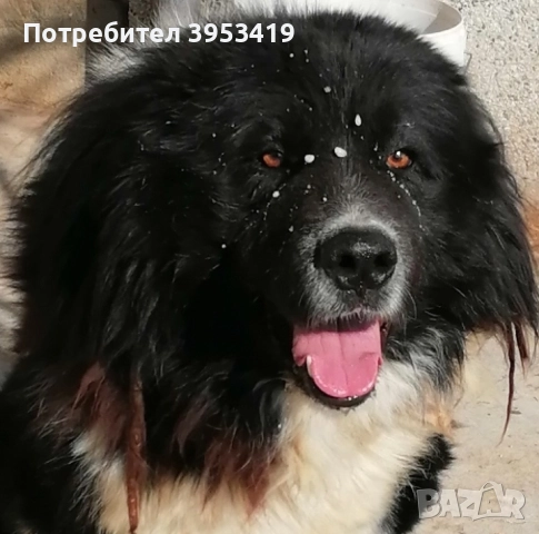 каракачански кученца , снимка 2 - Каракачанска овчарка - 52283861