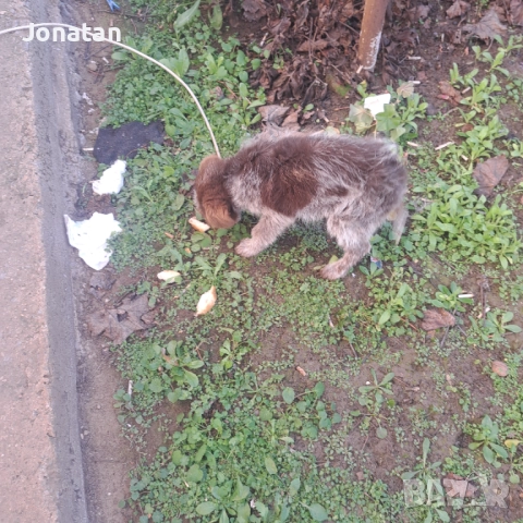 Куче дратхаар