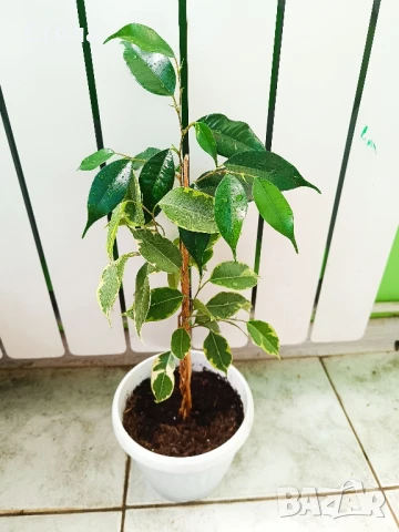 Бенджамин, Хлорофитум, Бегония, Женшен, Фикус , снимка 9 - Стайни растения - 41867611