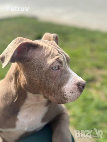 Американско були , снимка 17 - Питбул - 53690899