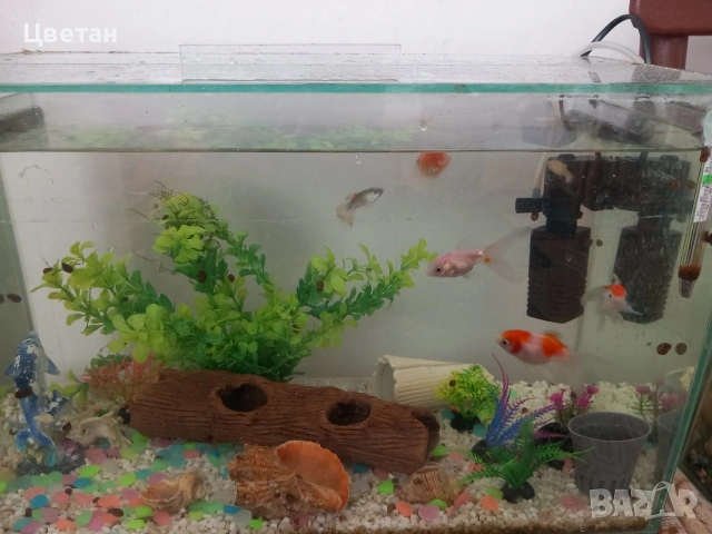 Продават се 4 Златни рибки 4 гупи както и помпа и аквариум за 60 евро ако някой ги иска нека пише 