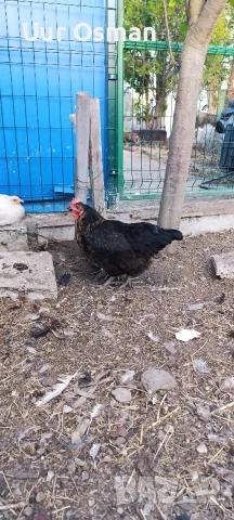 Продавам млади кокошки, снимка 16 - За селскостопански - 56399003